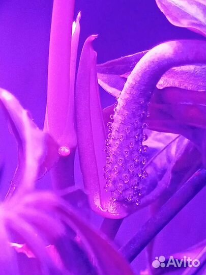 Антуриум рассеченный