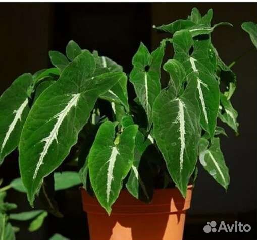 Сингониум вендланда