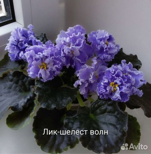 Фиалки сортовые