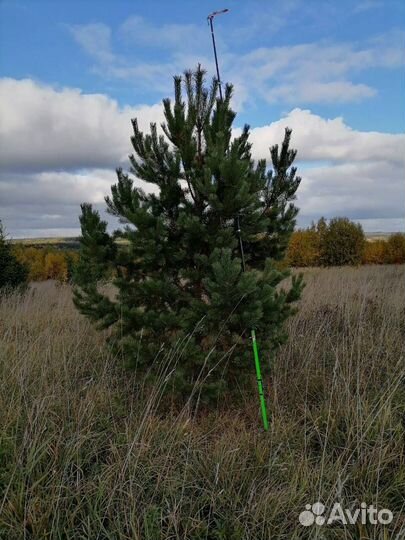 Сосна из питомника