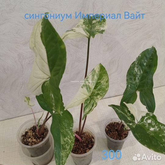 Комнатные растения