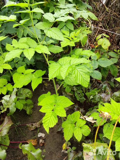 Саженцы малины ремонтантной и ежевики