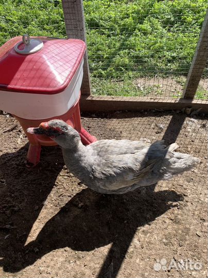 Яйцо цыплята Брама индоутята Лаванда