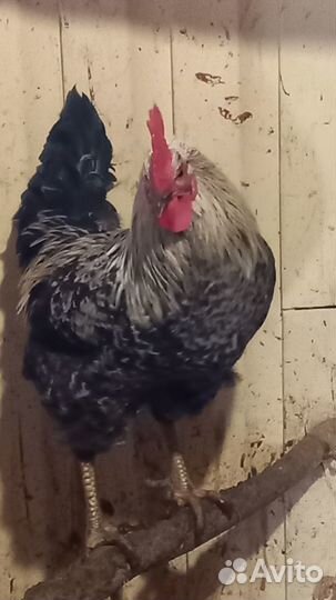 Инкубационное яйцо,петушки молодые