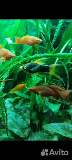 Украшение для аквариума