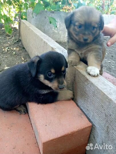 Отдам бесплатно щенков в добрые руки