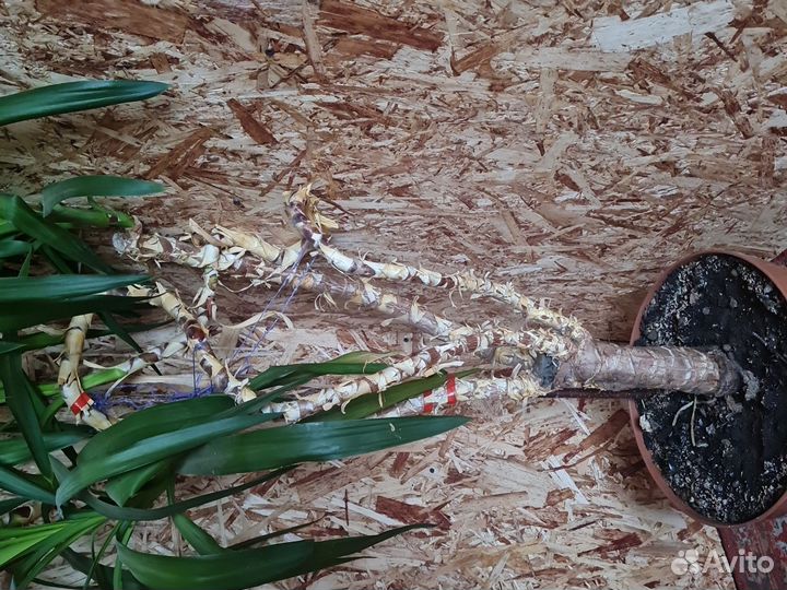 Пальма юкка