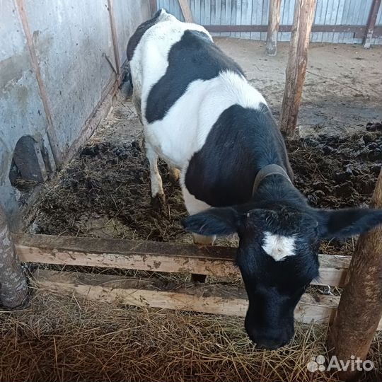 Бычок,хряк и свиноматки,поросята