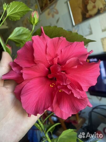 Сортовые Гибискусы