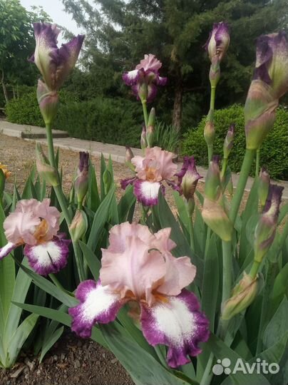 Ирисы