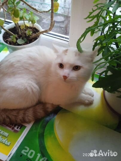 Котик ищет дом