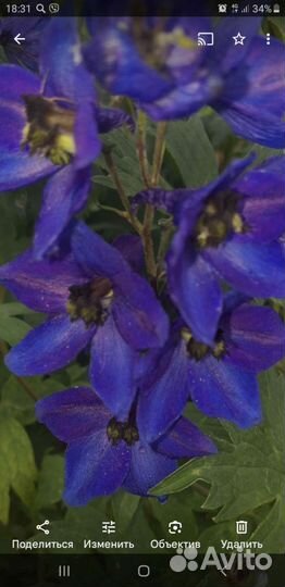 Дельфиниум семена