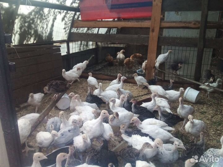 Индюшата подрощенные