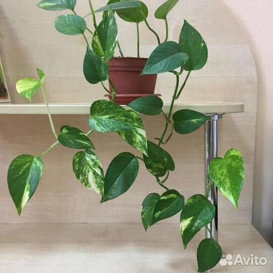 Черенки срезами для самостоятельного укоренения