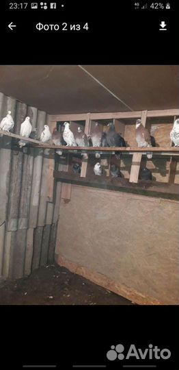 Голуби певчие