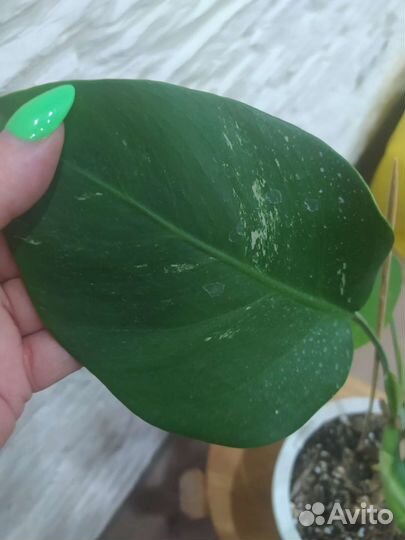 Монстера альба