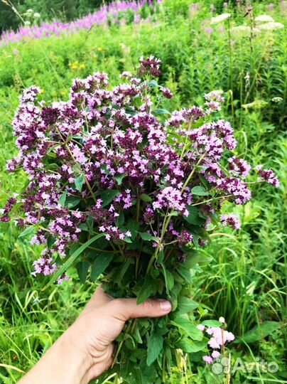 Травяной сбор