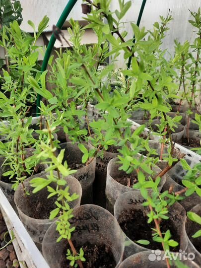 Ива Хакура Нишики