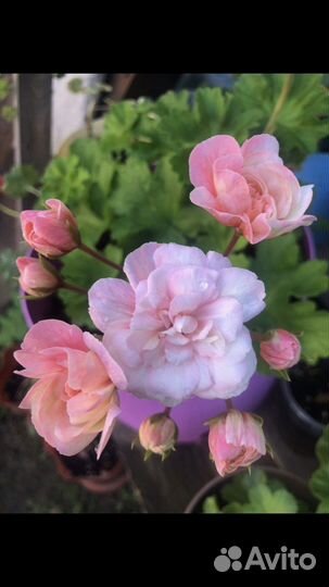 Пеларгония герань