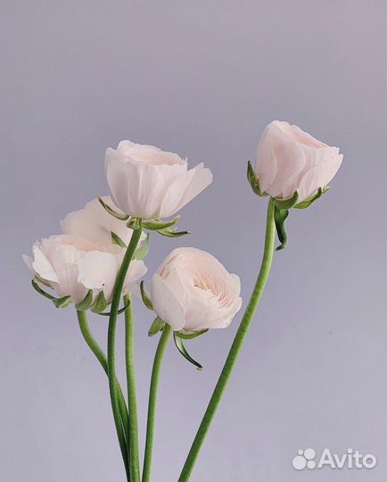 Ранункулюсы цветы