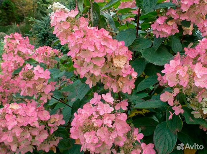 Гортензия Пинк Даймонд