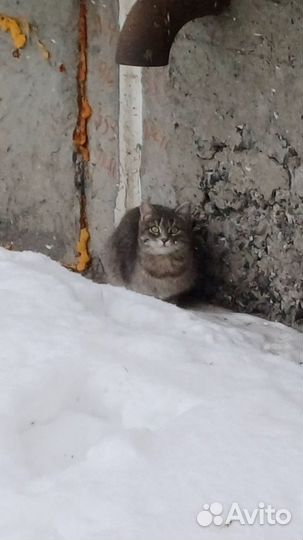 Кошка