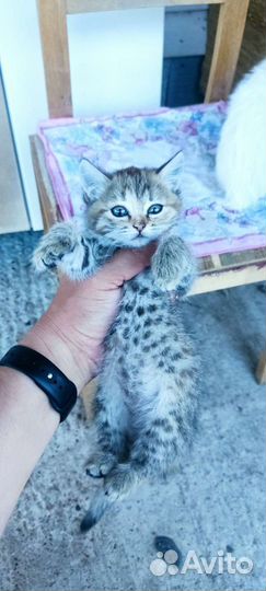 Кошка в дар бесплатно