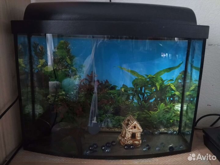 Аквариум панорамный
