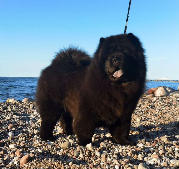 Чау-чау щенки