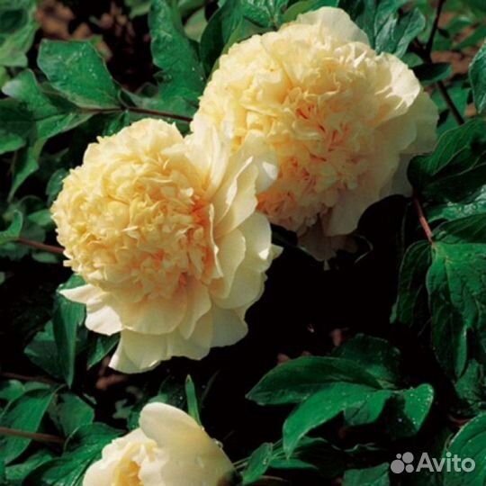 Пион древовидный