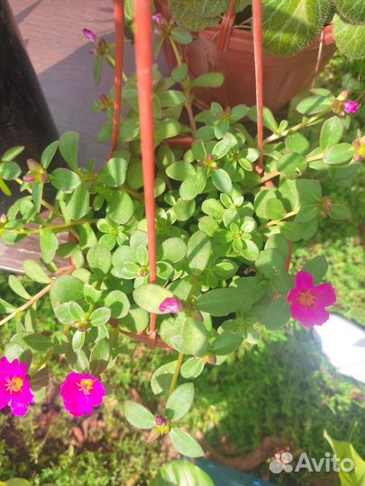 Портулак домашний