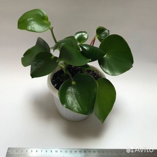 Пеперомия Рейндроп