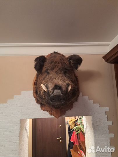 Чучело головы кабана