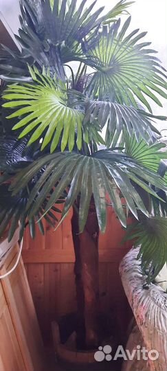 2 искусственные пальмы в деревянной кадке