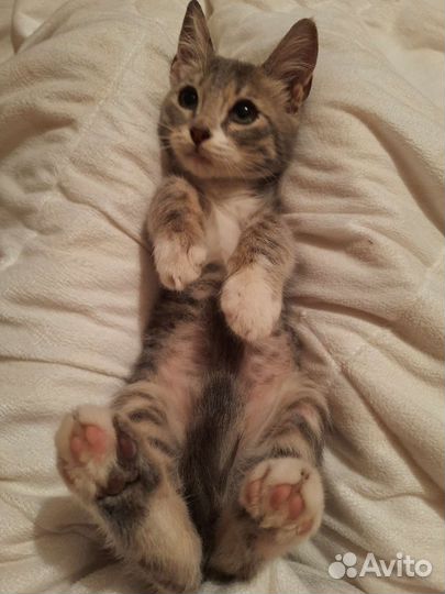 Котенок мальчик в добрые руки