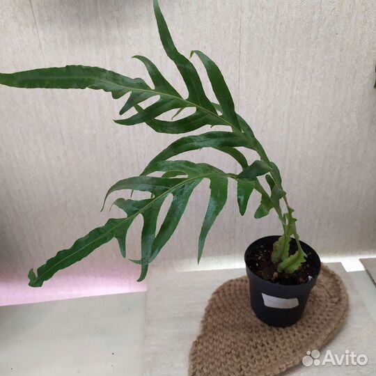 Папоротники