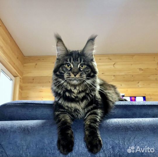 Кошки в добрые руки