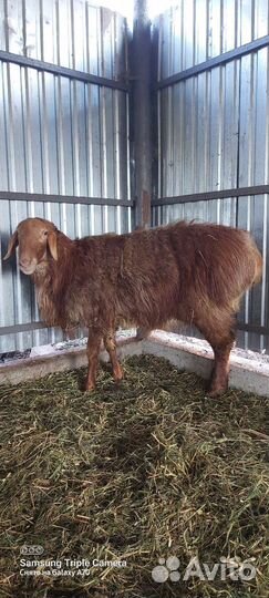 Курдючные бараны овцы