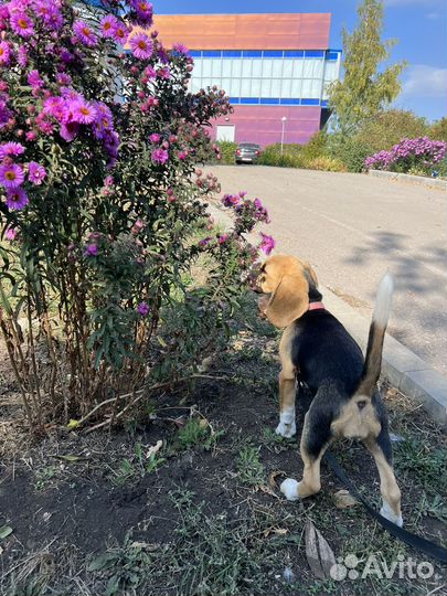 Щенки бигль девочка