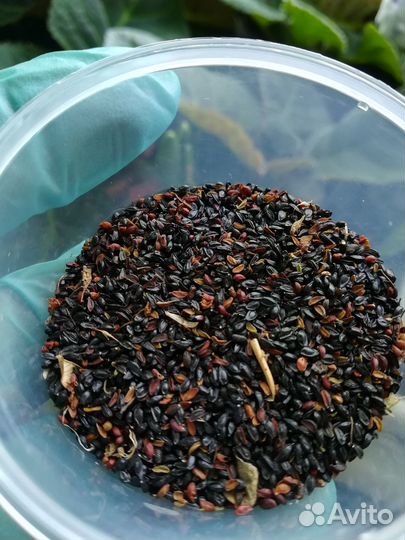 Аквилегия смесь