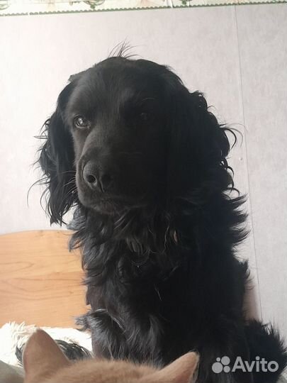 Русский спаниель