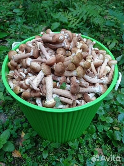 Грибы опята свежие