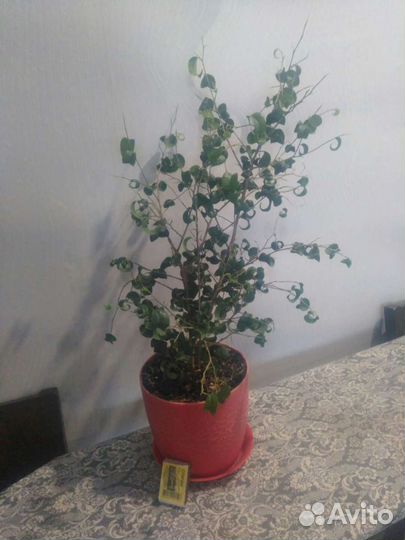 Комнатные цветы