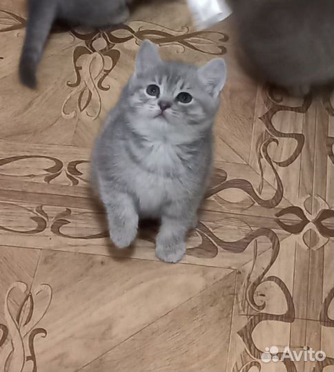 Котята шотландцы