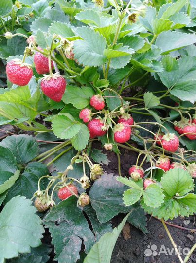 Клубника ремонтантная саженцы