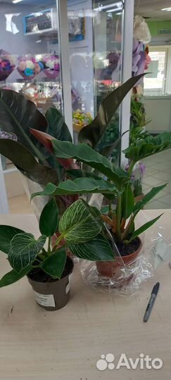 Филодендрон