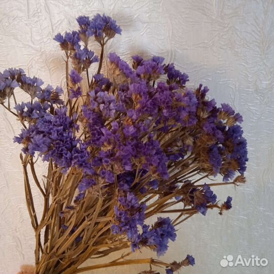 Сухоцвет Статица