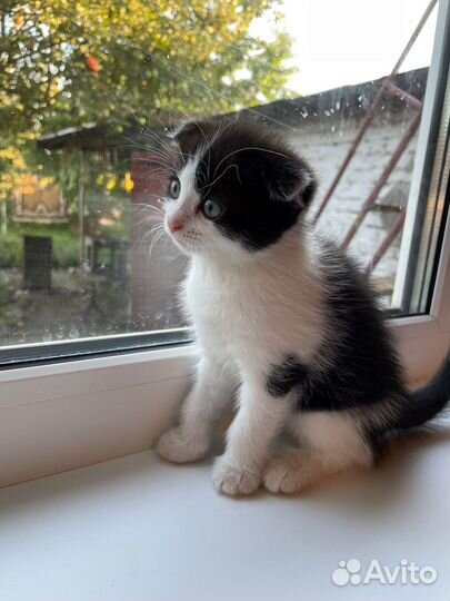 Отдам домашних вислоухих котят в заботливые руки