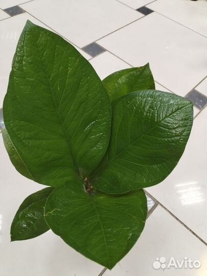 Антуриум Кобра