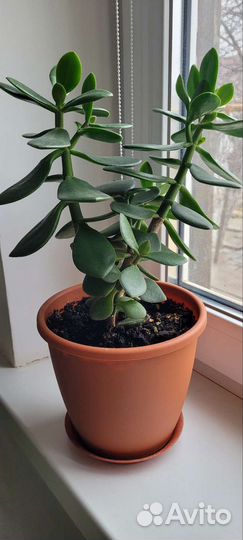 Толстянка Денежное дерево